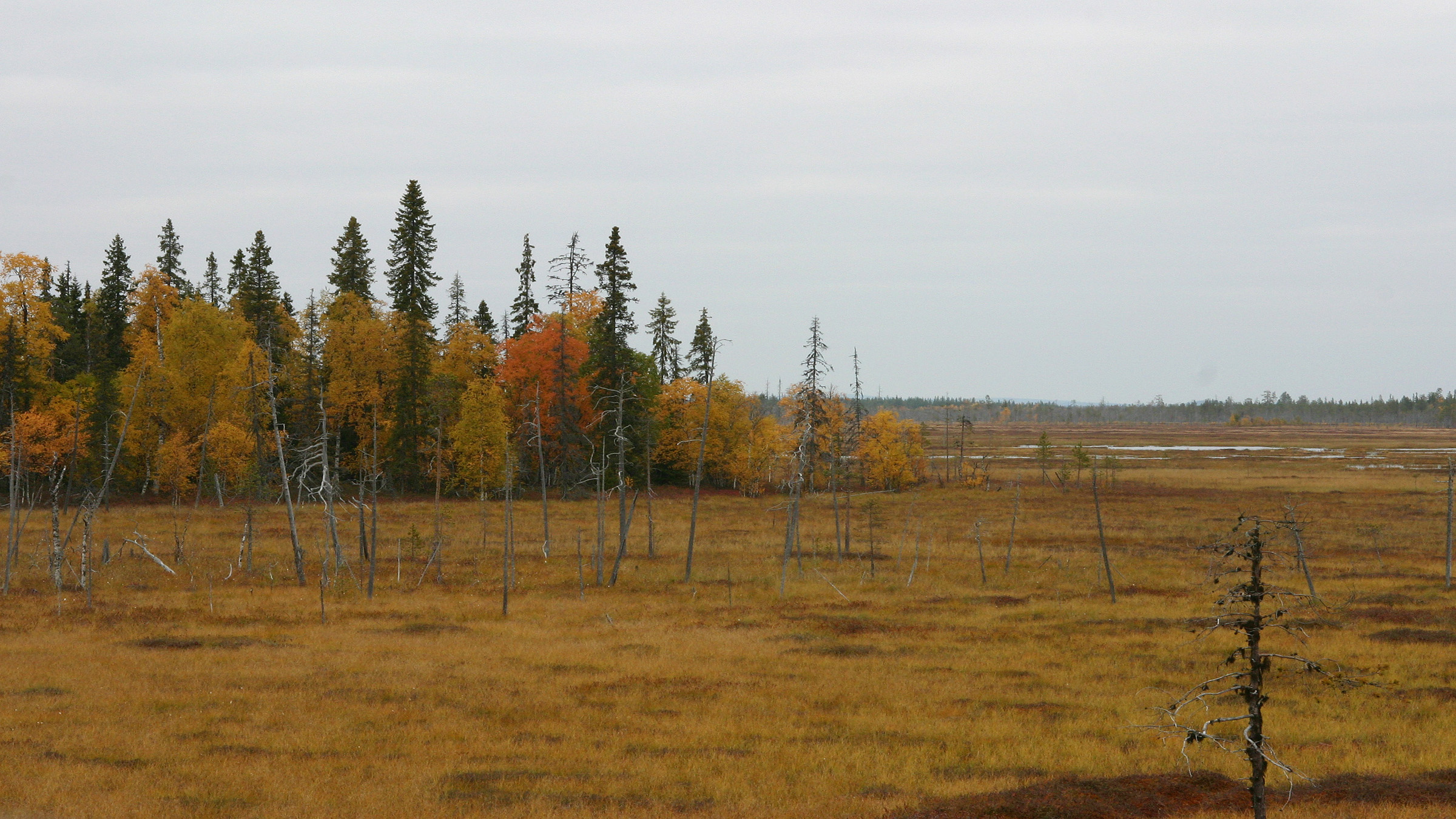 Aapa mires in the River Luiro mire complex.